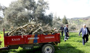 BUDANAN ZEYTİN AĞAÇLARI, İHTİYAÇ SAHİPLERİNİN YÜZÜNÜ GÜLDÜRECEK
