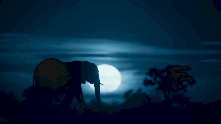 NETFLIX YENİ BELGESELİ “DÜNYA’DA GECE”NİN FRAGMANINI PAYLAŞTI