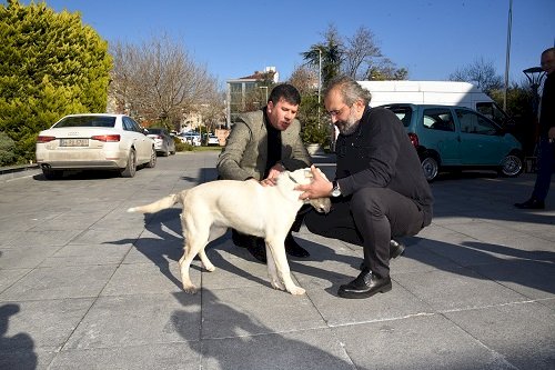 KADIKÖY BELEDİYESİ DEPREMZEDE KÖPEK KARTOPU’NA KAPILARINI AÇTI