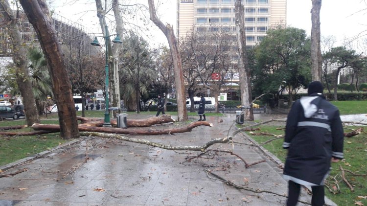 GEZİ PARKI’NDA KURUYAN AĞAÇLAR KALDIRILIYOR YENİLERİ DİKİLİYOR