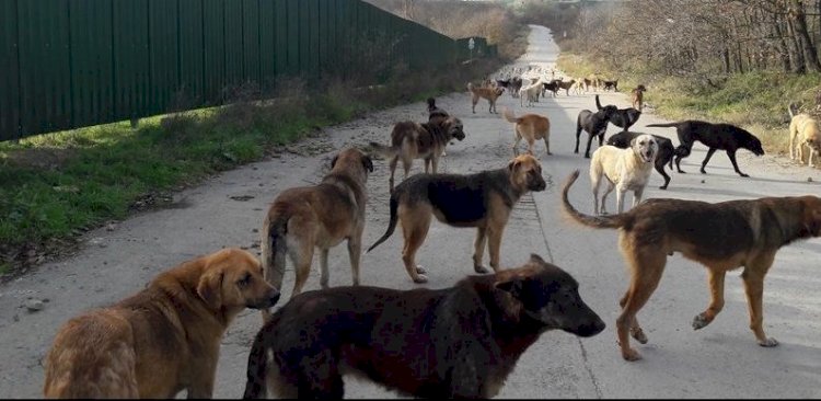 İstanbul’la İlgili Yeni Araştırmaları Kaynağından Dinleyin!