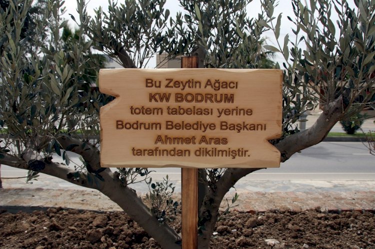 SÖKÜLEN TOTEM YERİNE ZEYTİN AĞACI DİKİLDİ