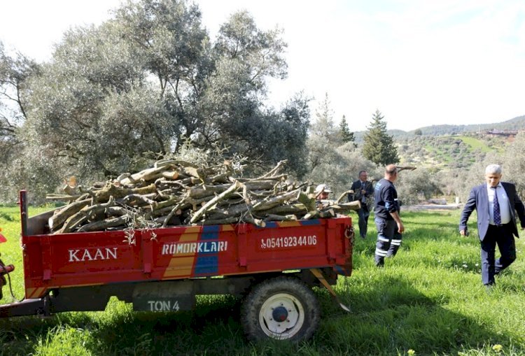 BUDANAN ZEYTİN AĞAÇLARI, İHTİYAÇ SAHİPLERİNİN YÜZÜNÜ GÜLDÜRECEK